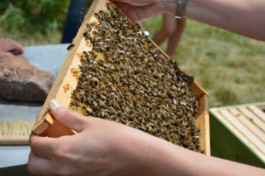 #AUFMACHER# Ein Wochenende für die Bienen