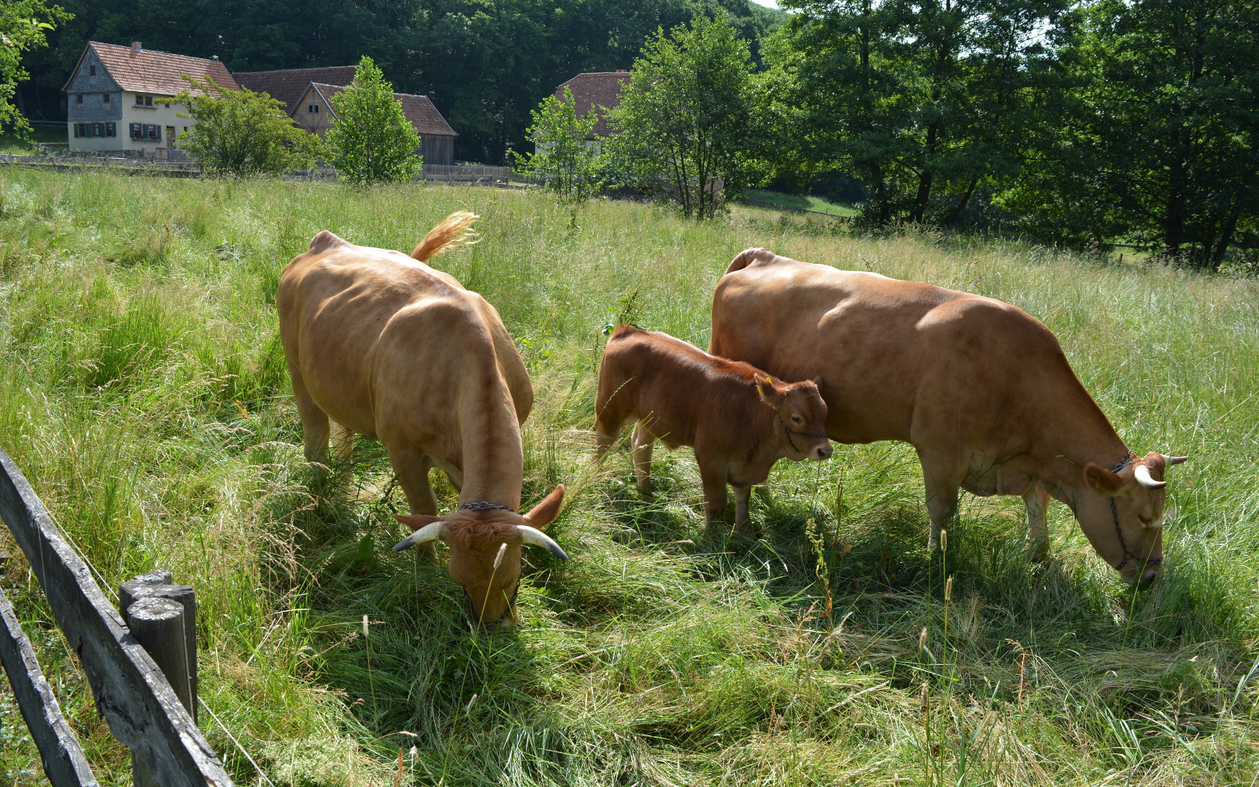 Zwei Gelbvieh-Rinder mit einem Kälbchen auf der Weide