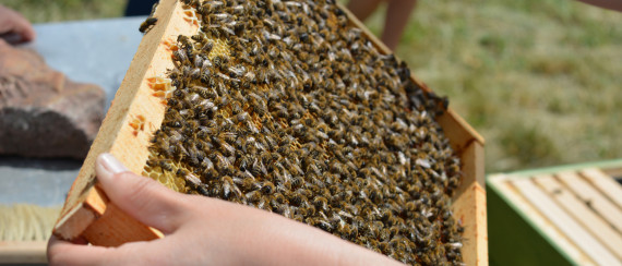 Bienen auf Wabe in Rähmchen