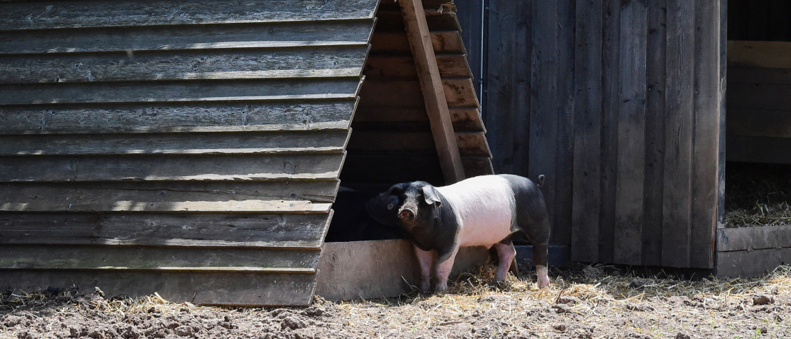 Schwäbisch-Hällisches Landschwein vor Unterstand