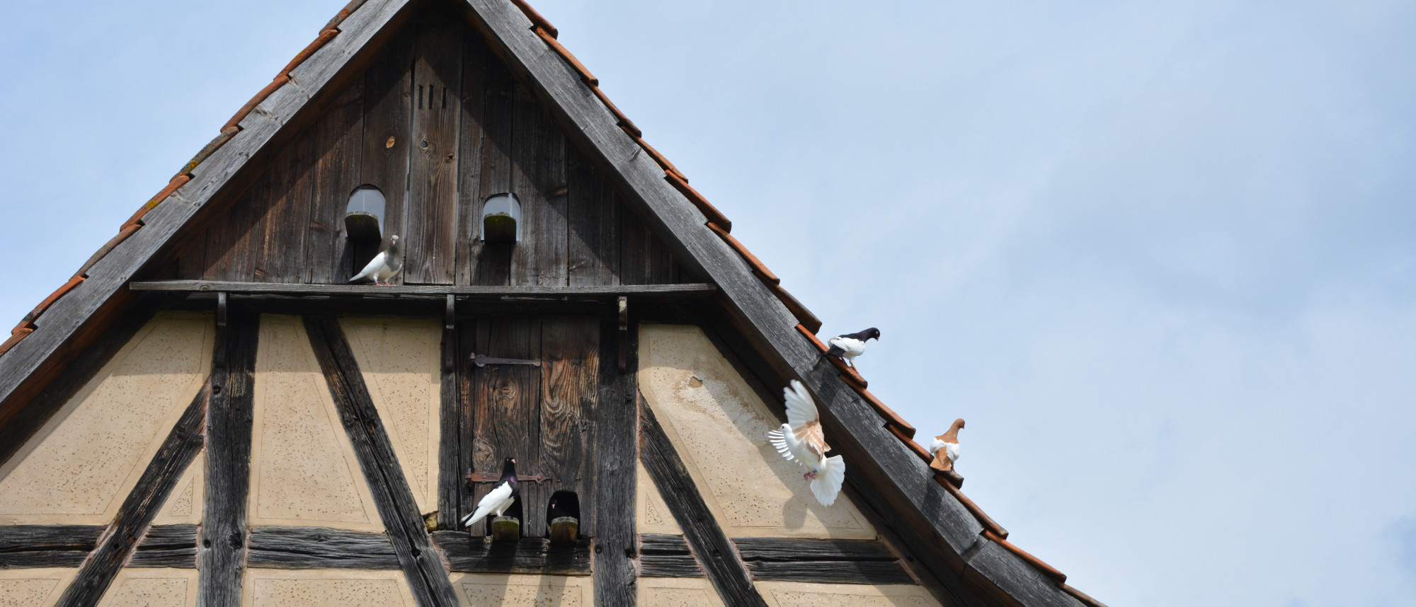 Tauben am Dach eines historischen Fachwerkhauses