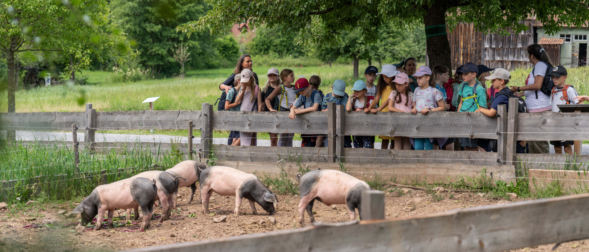 Eine Schulklasse betrachtet am Zaun eine Gruppe von Schweinen