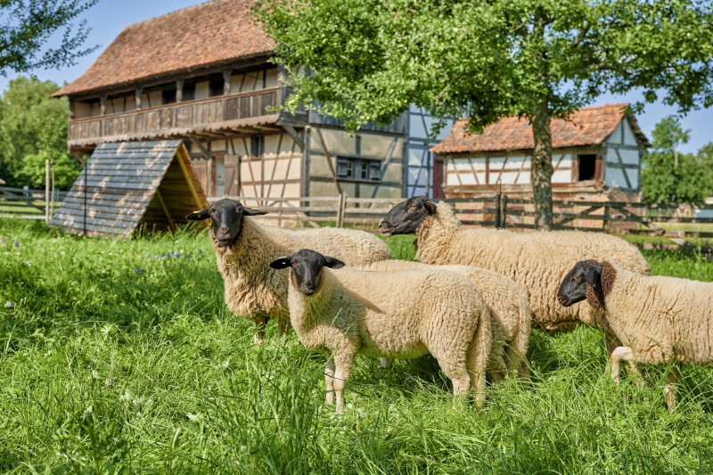 vier Rhönschafe auf einer Weide vor Fachwerkgebäuden