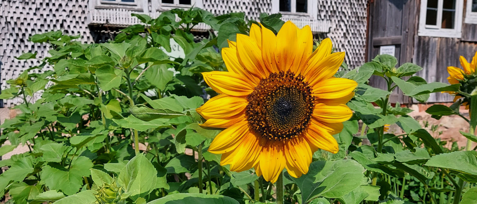 Sonnenblumenblüte vor Gebäude
