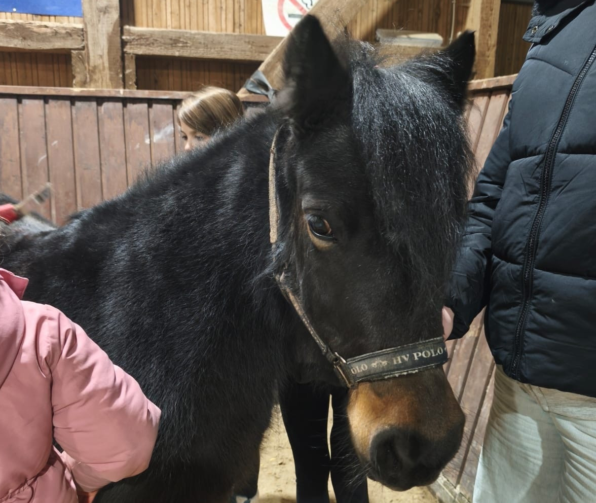 schwarzes Pony
