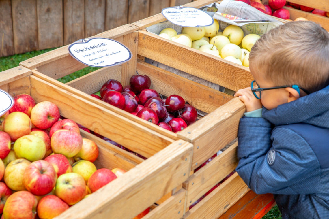 Kind begutachtet rote &Auml;pfel in einer Holzkiste, links und rechts davon weitere Kisten voller &Auml;pfel