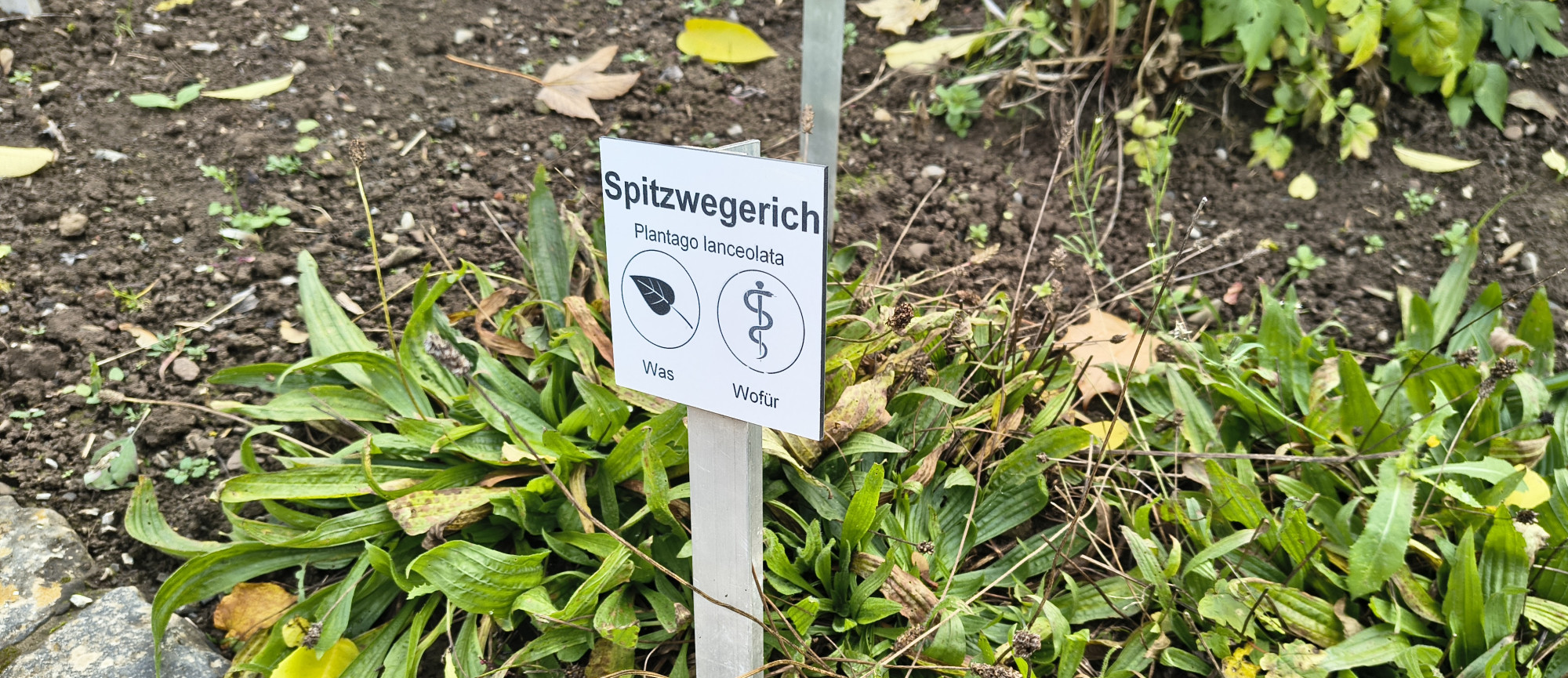 Gr&uuml;ner Spitzwegerich mit einem wei&szlig;en Schild, auf dem 'Spitzwegerich' steht, in einem Beet mit Erde und Steinen